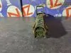 Домкрат для Honda Stepwgn RF3  K20A      