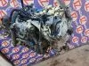 Двигатель для Toyota Sienta NSP170G  1NR-FKE      