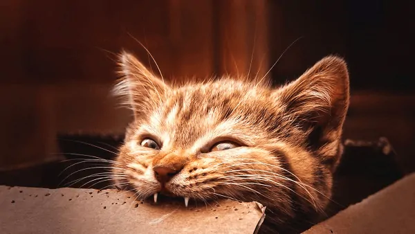 Ненасытная ржавчина