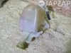 Бачок расширительный для Chrysler Pt Cruiser  PT         Бачок расширительный для Chrysler Pt Cruiser PT