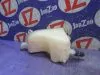 Бачок расширительный для Toyota Prius ZVW30  2ZR-FXE     1648028080 